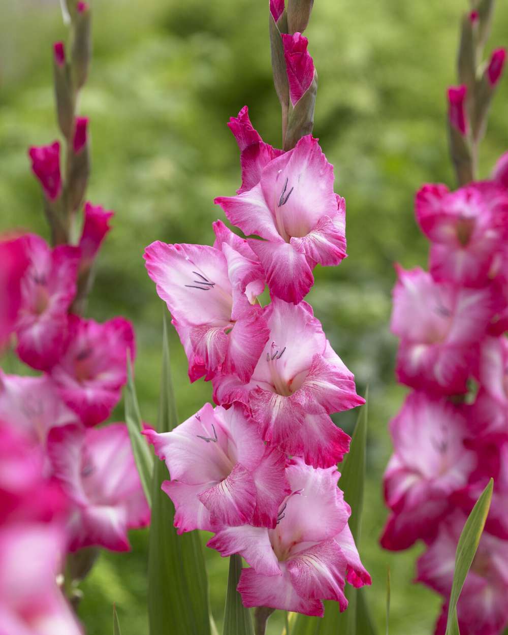 Gladiolus 'Cantate®'